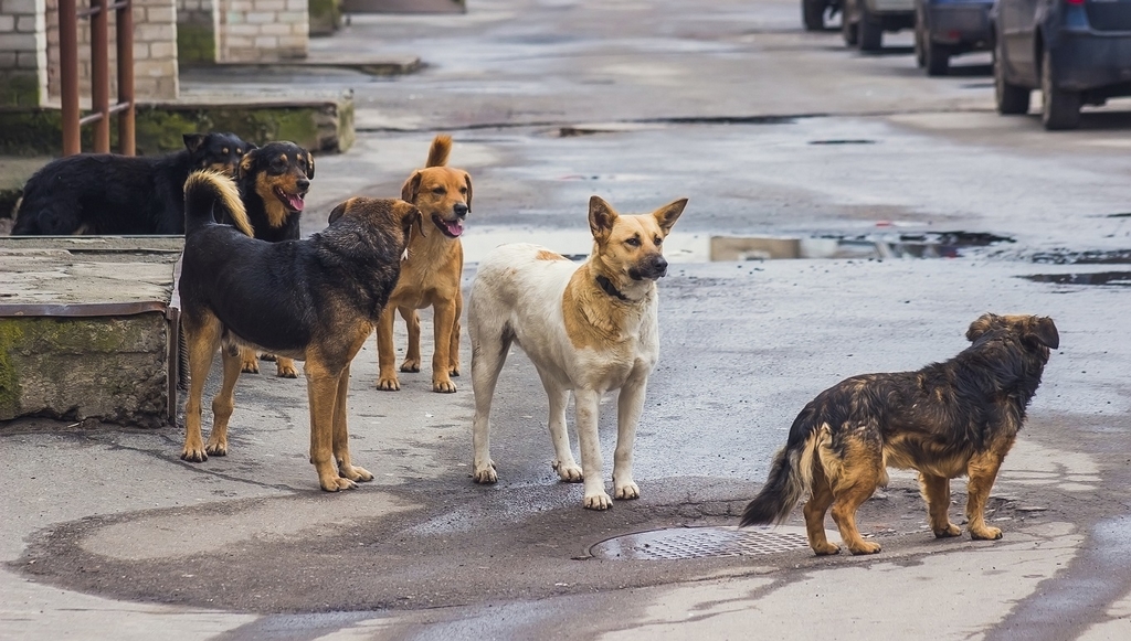 Indian Stray Dogs