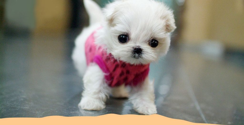 Cute Puppy Pictures