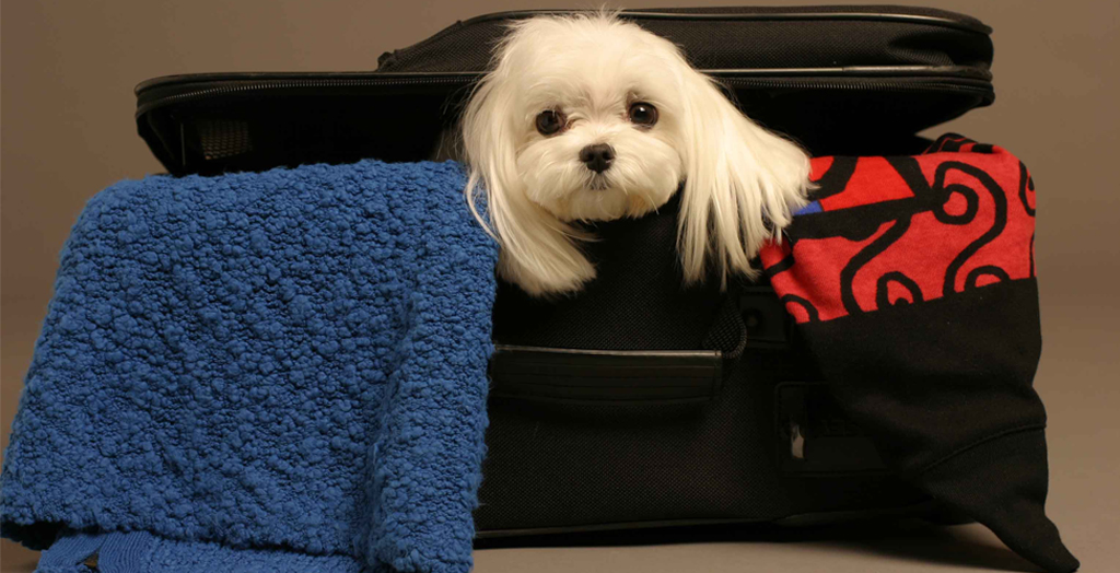 Travelling With Dog