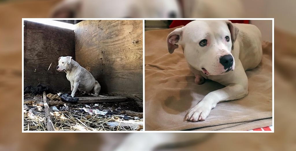 Dog Rescue News Stories