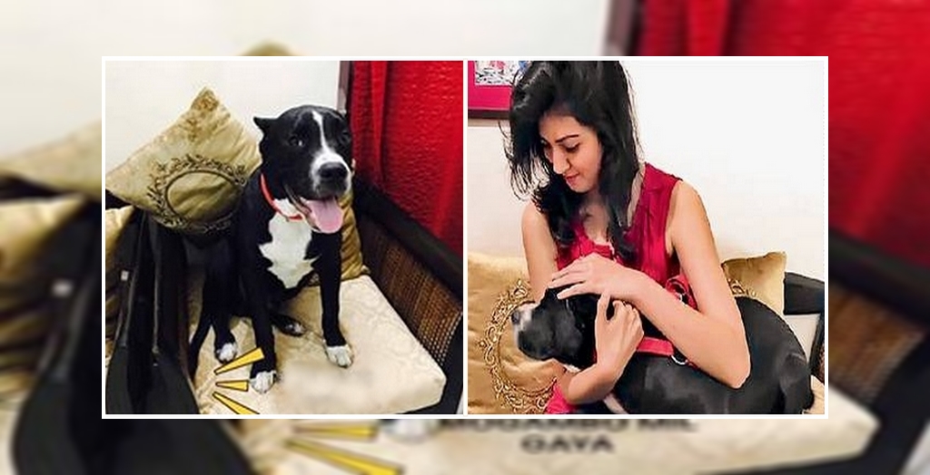 dog stolen chandigarh