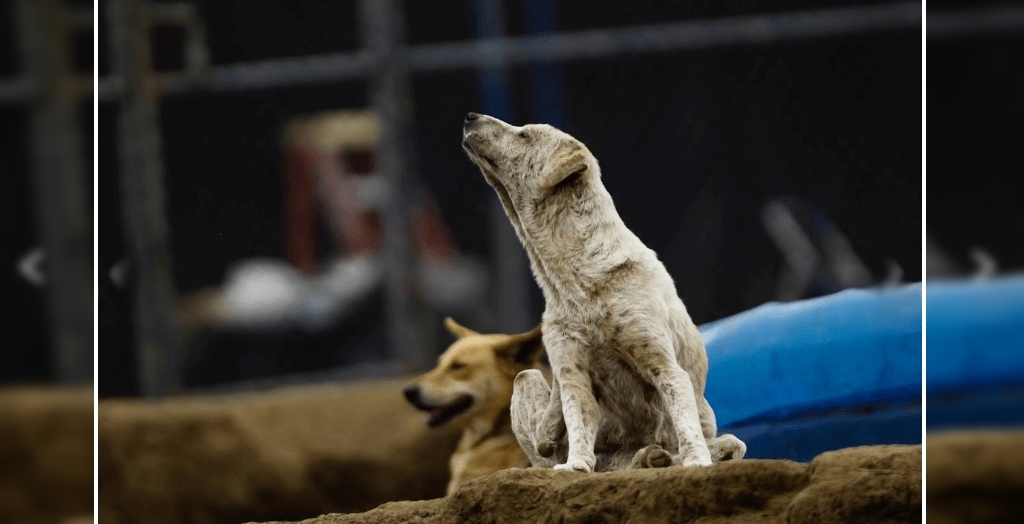 strays dog save house from robbers