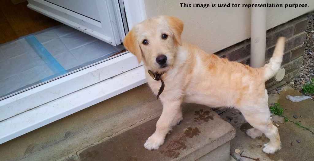 Man Flings A Puppy From Balcony