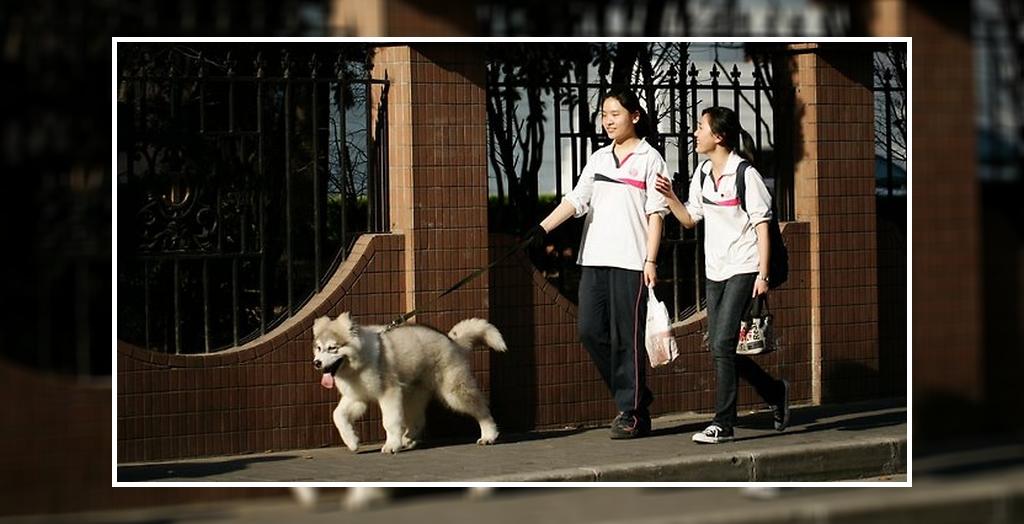 Chinese City Adopts One-Dog Policy
