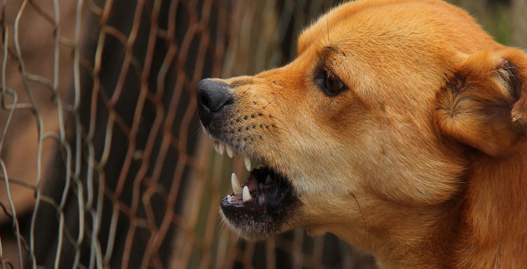 Dog bite rise in Mohali