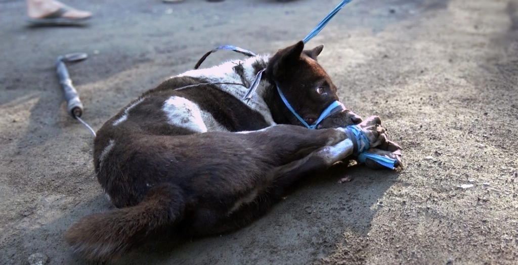 Dog meat in Bali