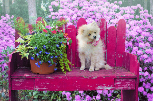 How Much A Pomeranian Puppy Costs In India?
