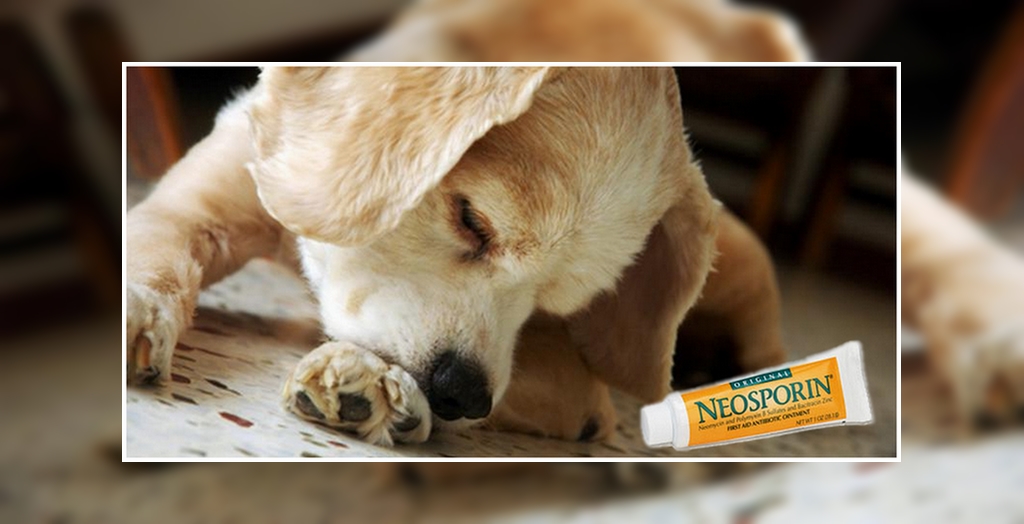Neosporin and dogs