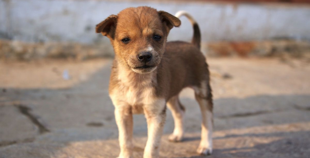 Stray Dog Population In India