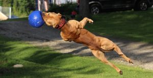 Top 3 Muscle Building Exercises For Dogs
