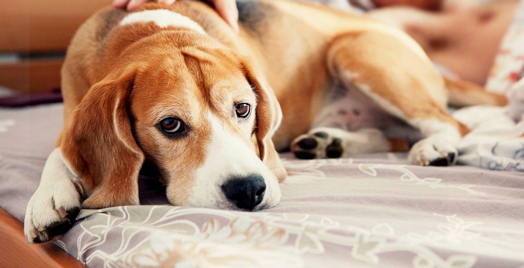 Shelters Lead To Health Issues Among Dogs