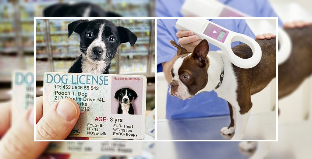 pet dog license_1