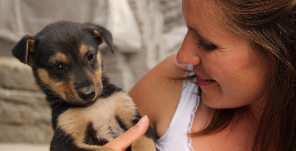 stray dog adopted by foreigner