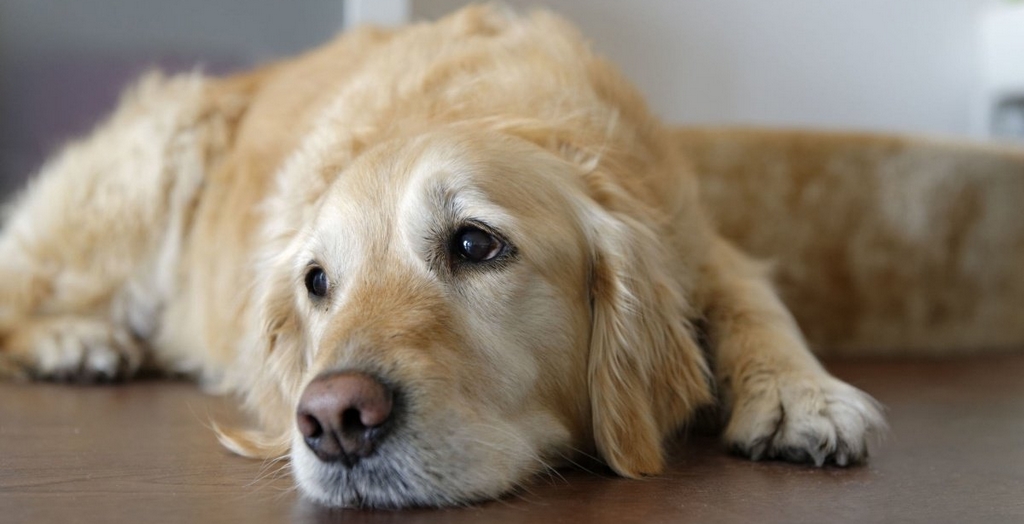 Bacterial Infection In Dogs