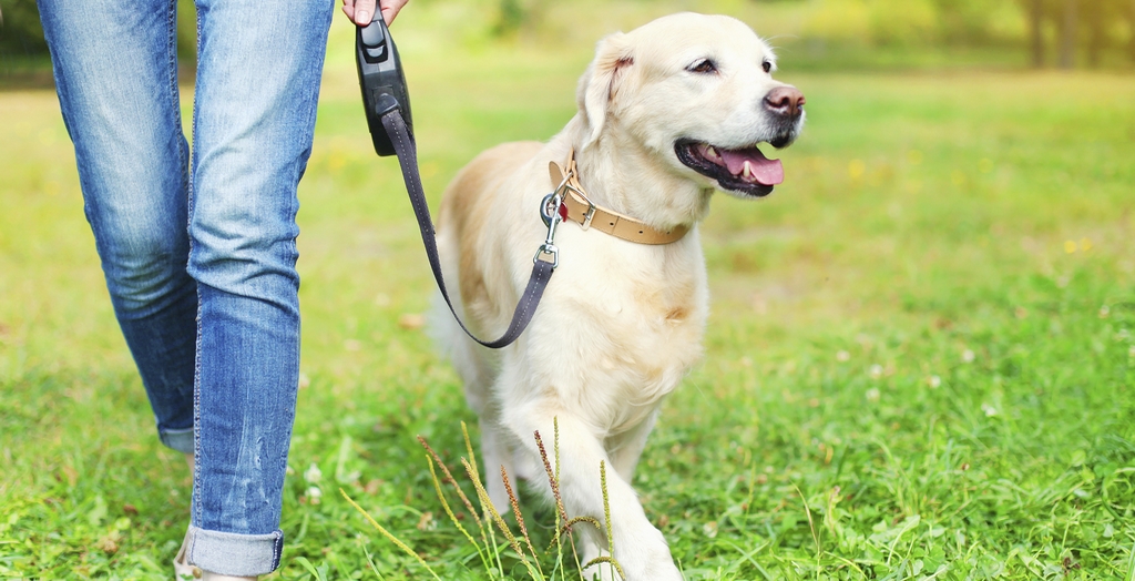 Ban Removed From Pet Dogs Entering Public Parks In India