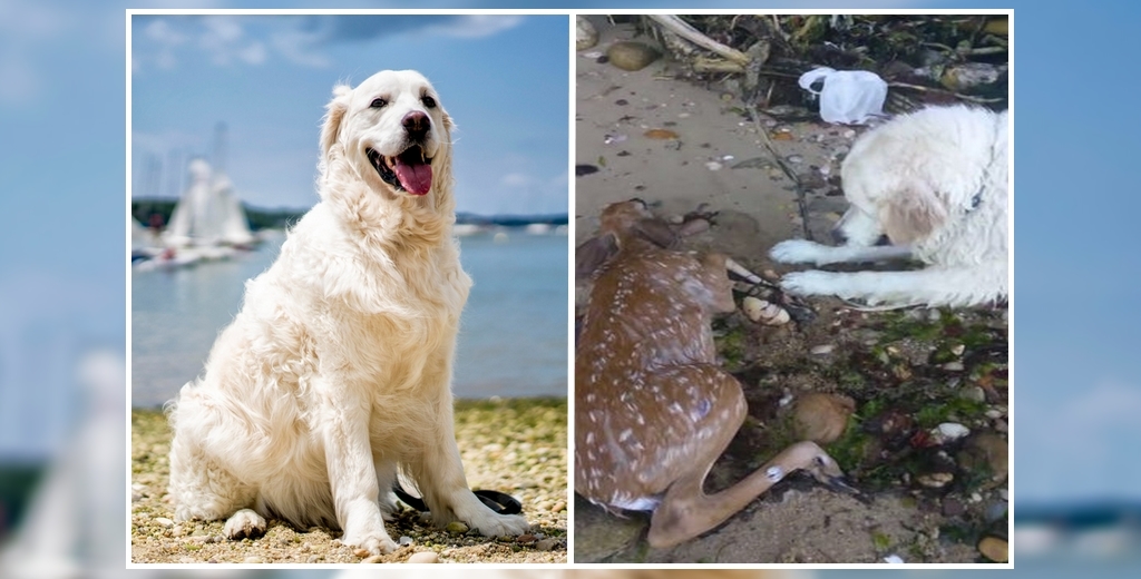 Dog Saves Baby Deer_1