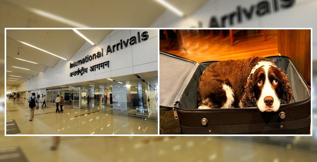 Dogs Being Smuggled Out Of Russia