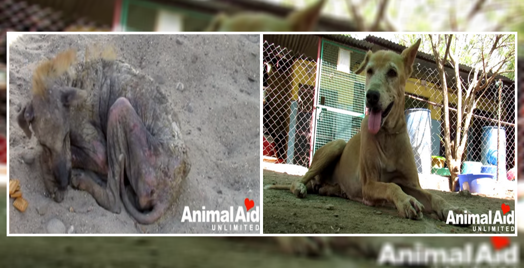 Dying street dog in India