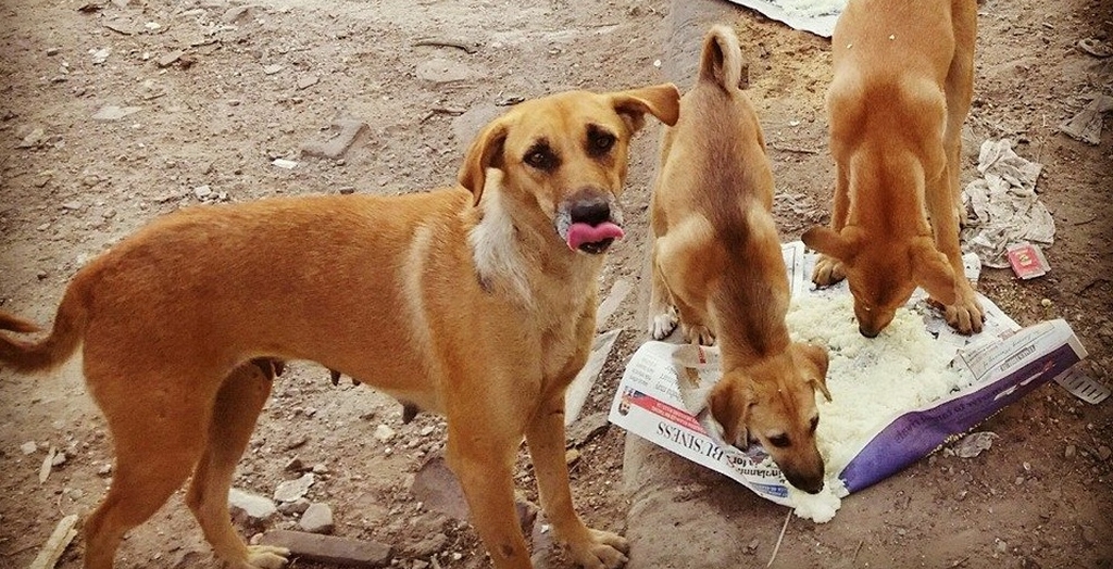 Feed Stray Dogs But Ensure They Don’t Trouble Other People