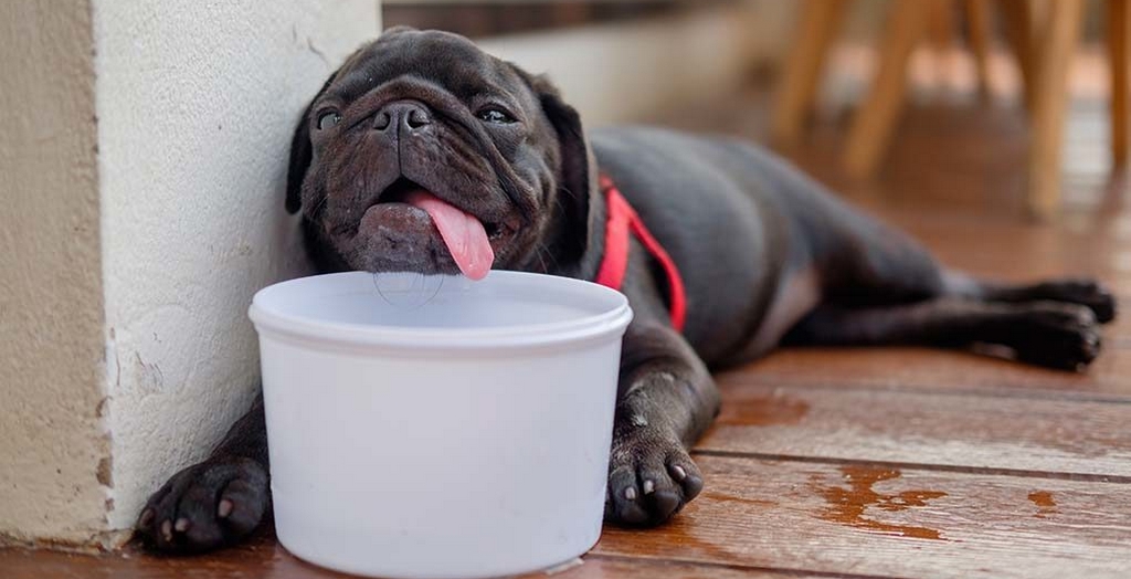 Heat stroke for dogs
