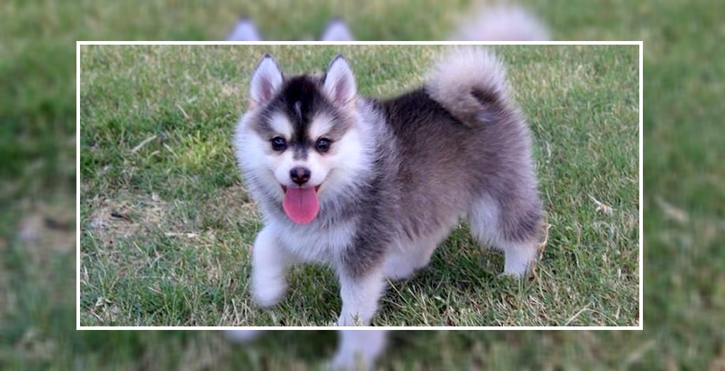 How to Train A Pomsky Puppy Perfectly