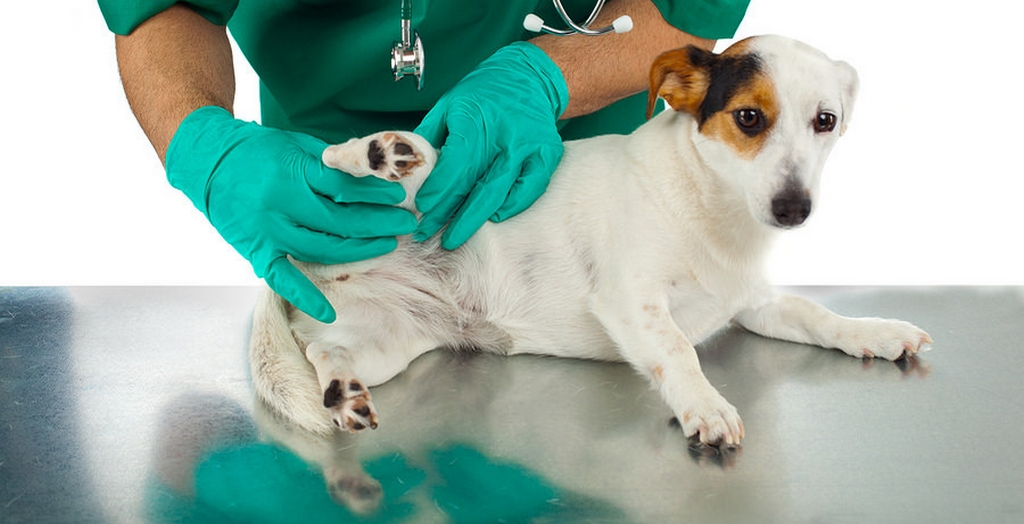 Indian Veterinary Research Institute