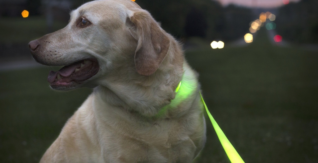 Neon dog collar