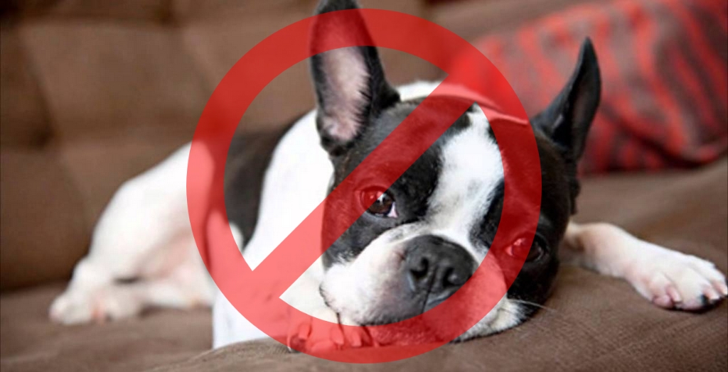 Pet Dogs Not Allowed In Housing Societies In NCR