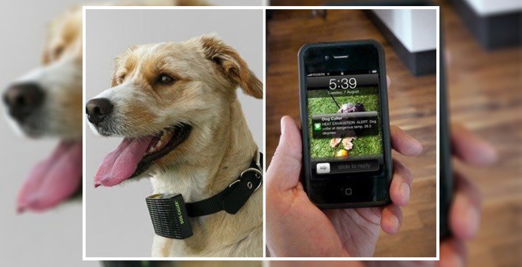 Pet Translator Devices