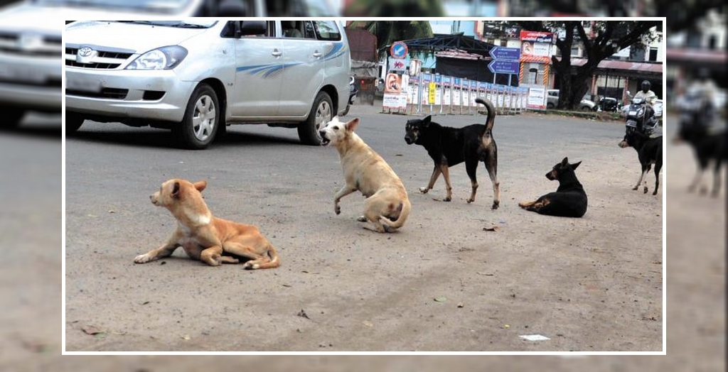 Stray dog menace in Chandigarh