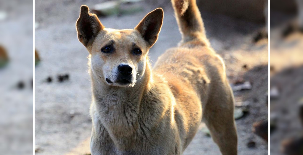 Noida Cop Who Killed The Stray Dog