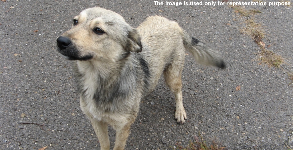 2 Men Arrested For Killing A Dog