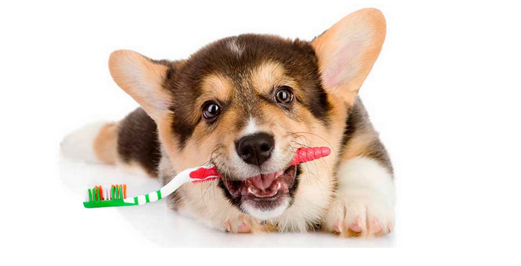 3 Common Dog Mouth Diseases