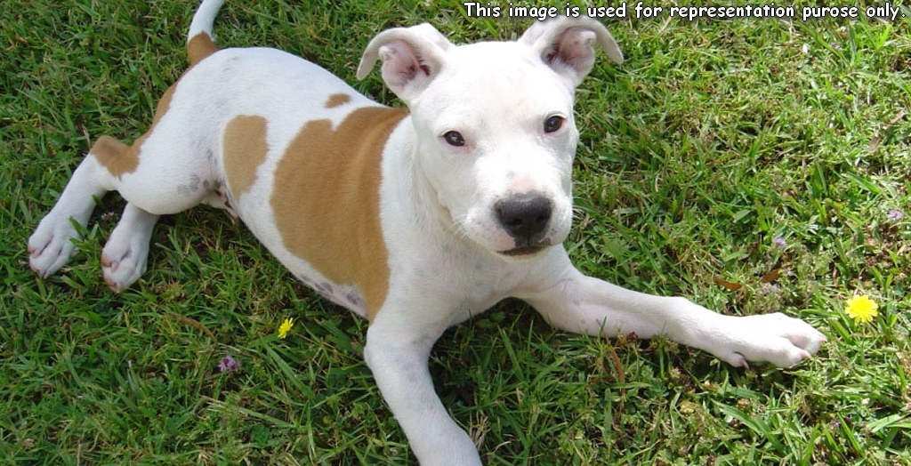 7 People Allegedly Poisoned A Pet Dog