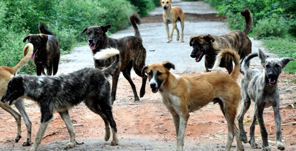 ABC Programme To Curb Stray Dog Menace
