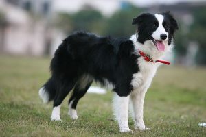 Border Collies