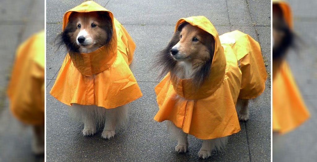Common Diseases In Dogs During Rainy Season