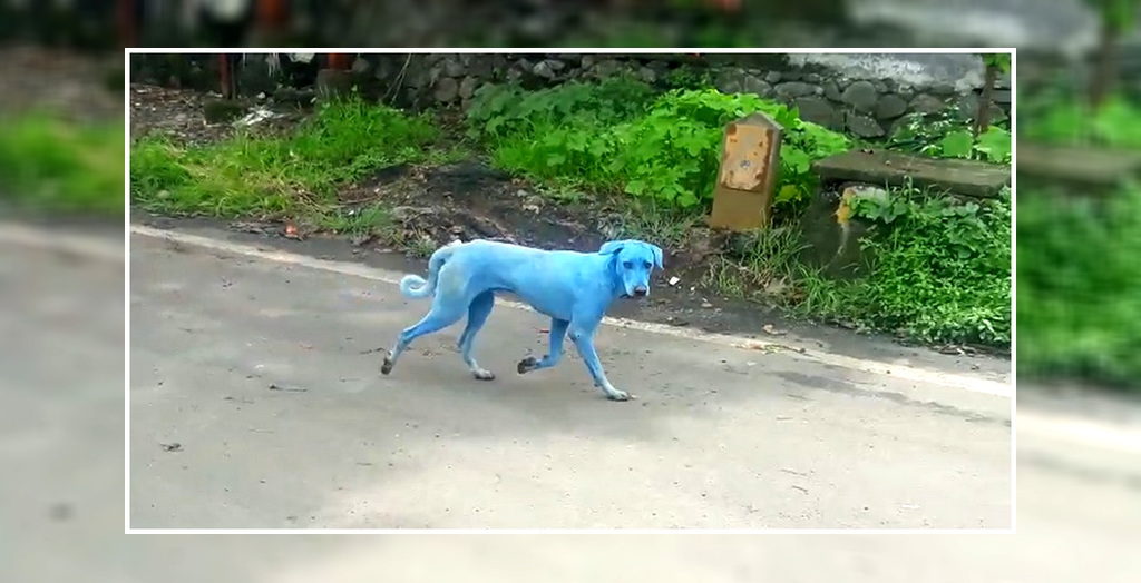 Dogs Turn Blue