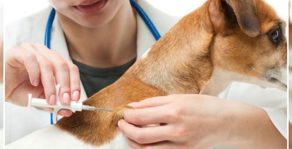 Microchips Inserted In 400 Dogs