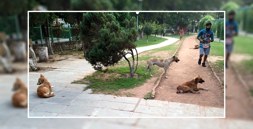Stray Dogs Scare In Public Parks