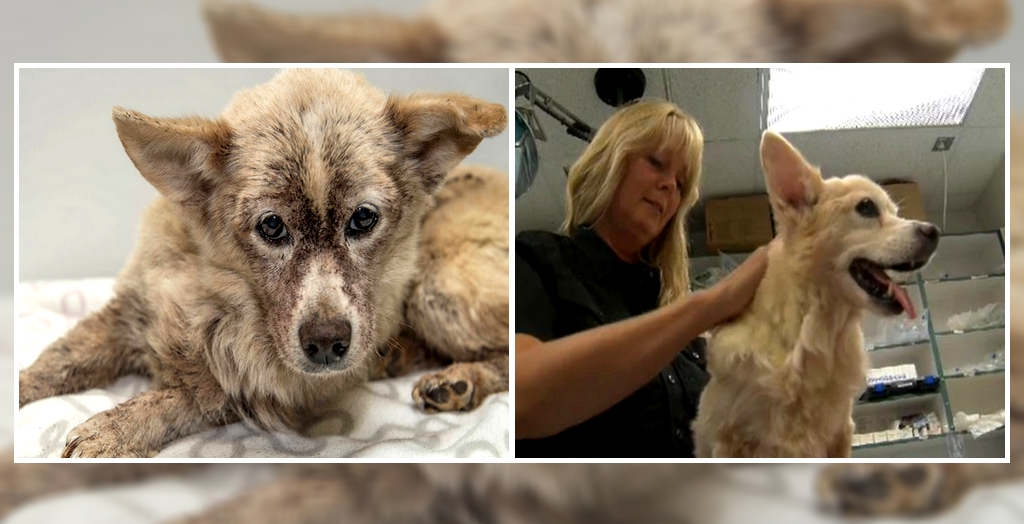 Vets Save A Dog Infested With 100,000 Fleas