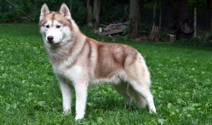 siberian-husky