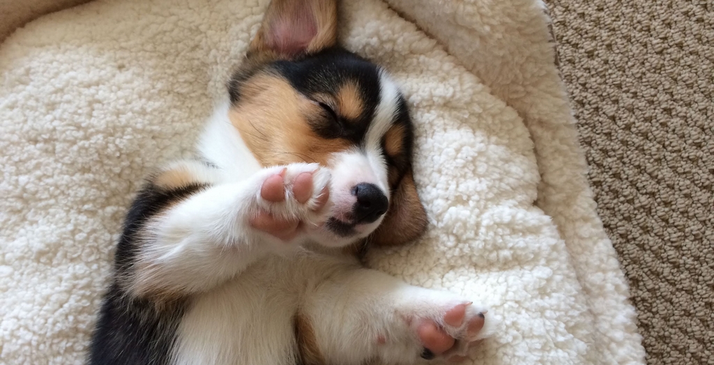 Facts About a Dog's Paw