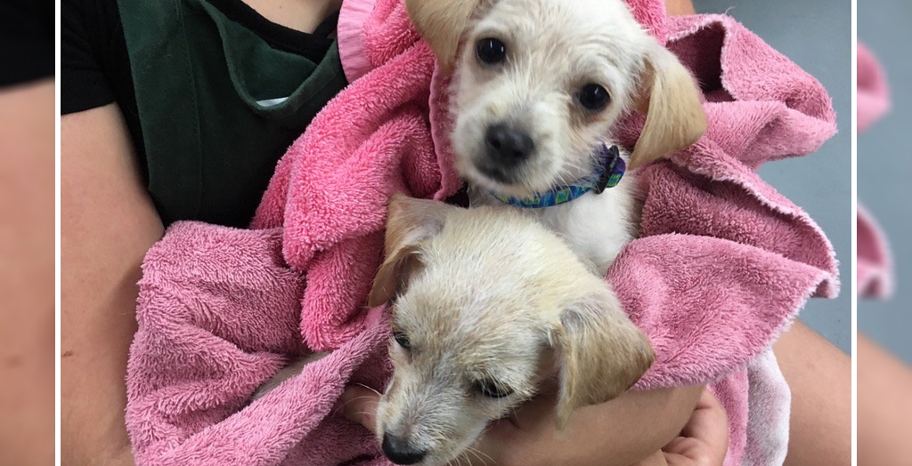 69 Dogs And Cats Rescued From Hurricane Harvey