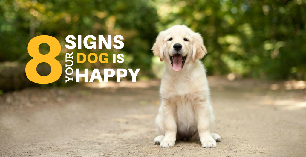 Decoding Canine Bliss: 15 Happy Dog Indicators