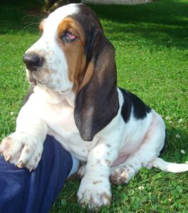 Basset_Hound