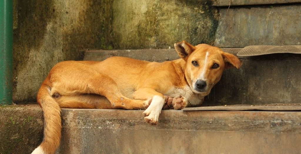 Biryani With Dog Meat