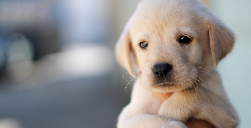 Dog’s Breed Prone To Health Problems.