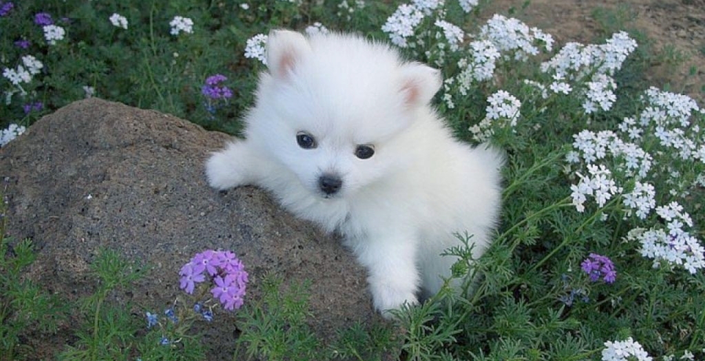 poisonous plants for dogs