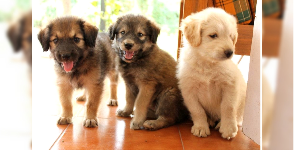 Indian stray dogs up for adoption